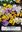 Krokusblandning botaniska sorter 10