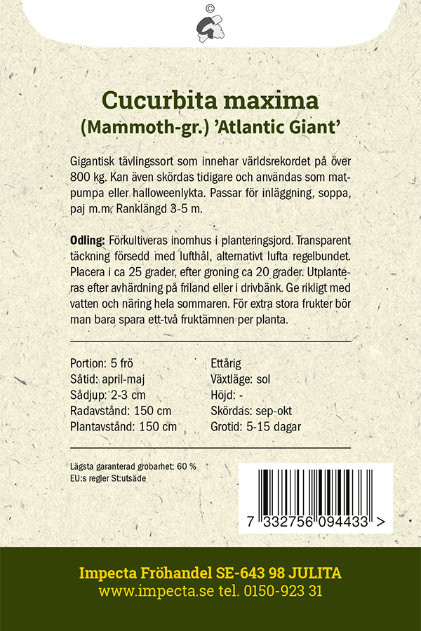 Pumpa 'Atlantic Giant'