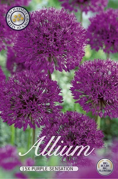 Kirgislök 'Purple Sensation' 15