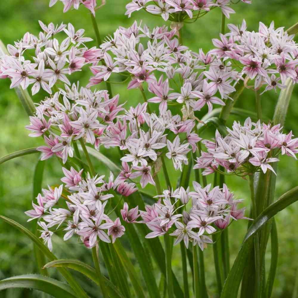 Allium 'Caméleon'