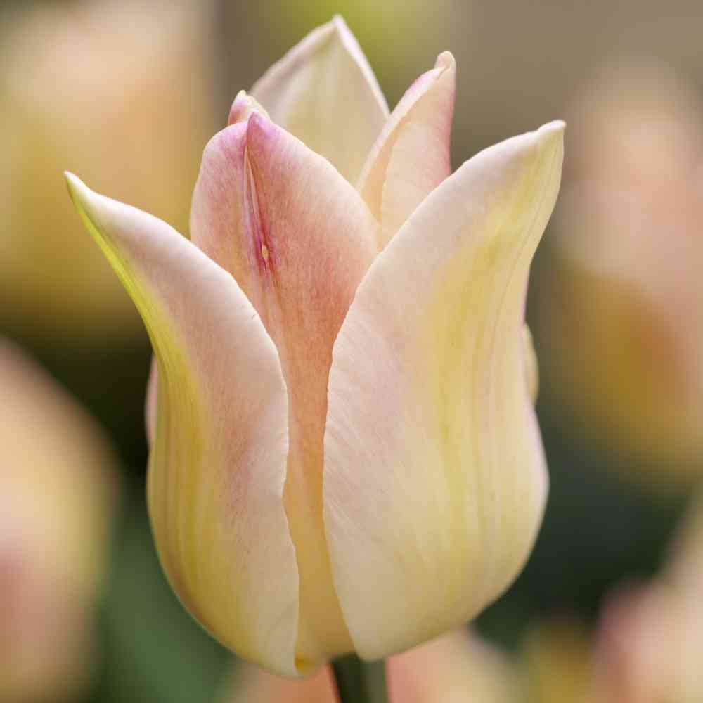 Liljatulppaani 'Elegant Lady'