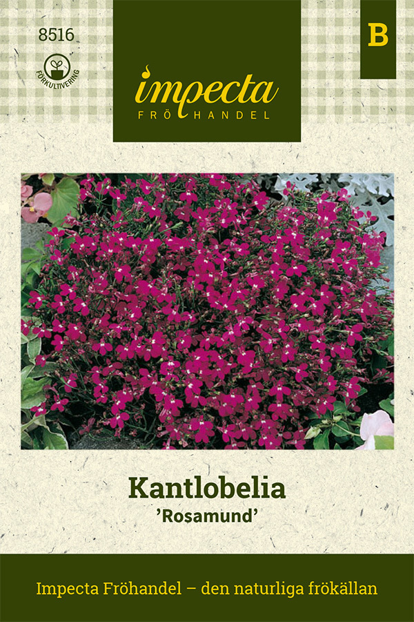 Kantlobelia 'Rosamund'