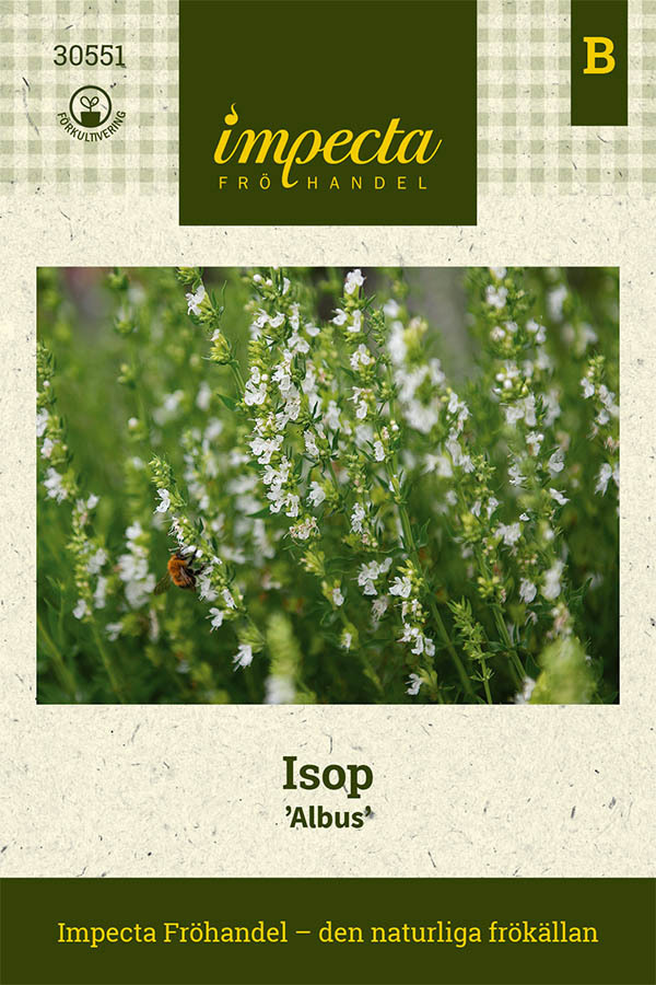 Isop 'Albus'