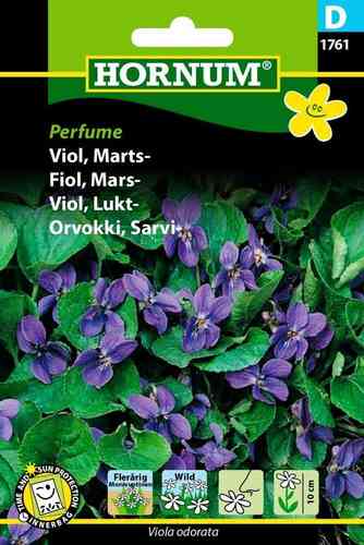 Luktviol 'Perfume'