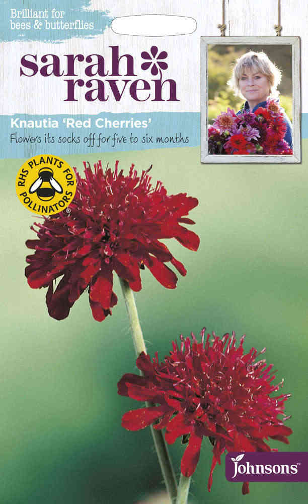 Etelänruusuruoho 'Red Cherries'