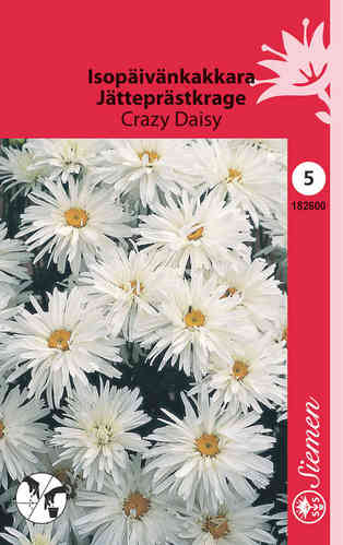 Isopäivänkakkara 'Crazy Daisy'
