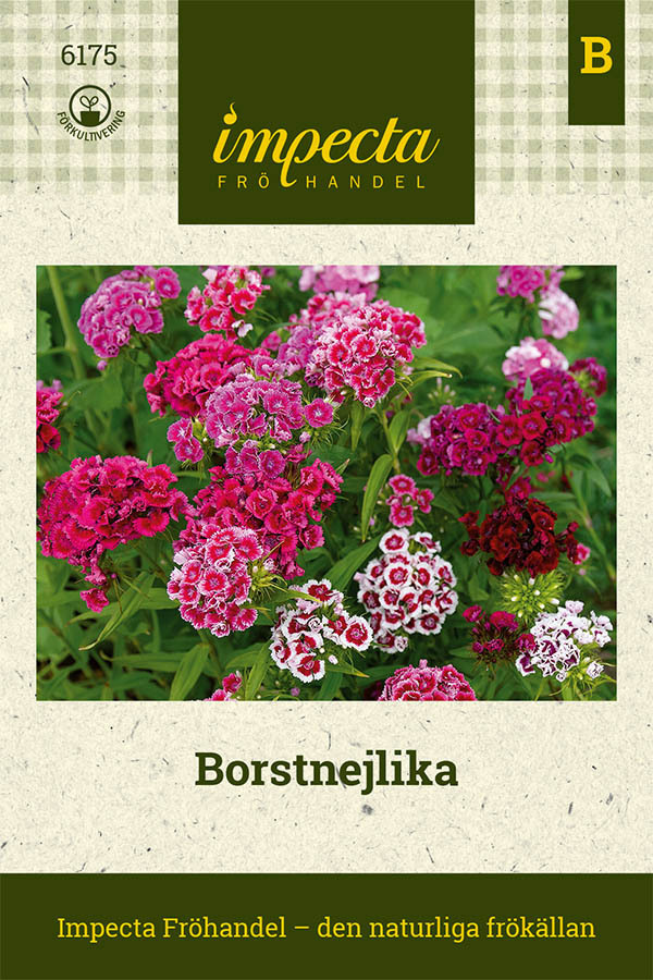 Borstnejlika