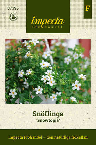 Snöflinga 'Snowtopia'