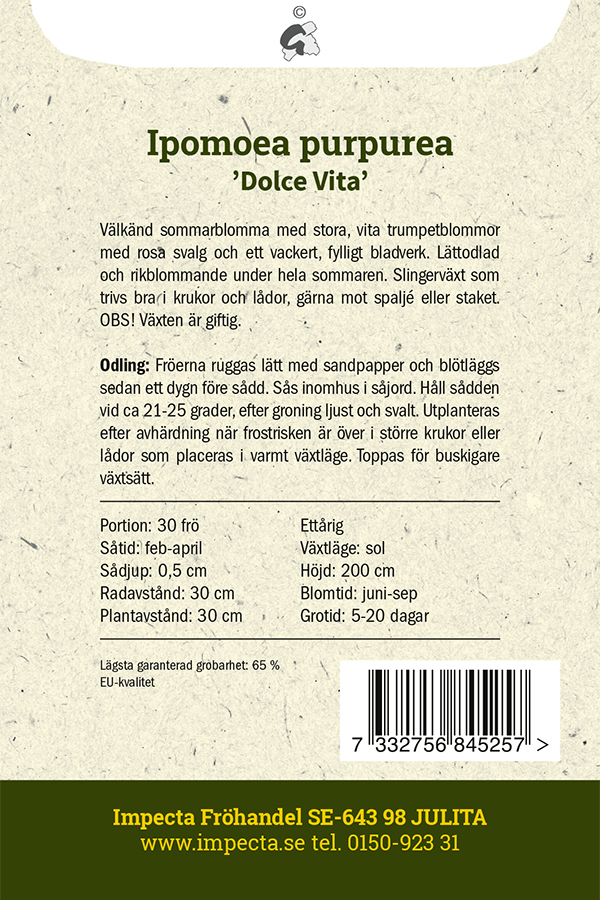 Purpurvinda 'Dolce Vita'