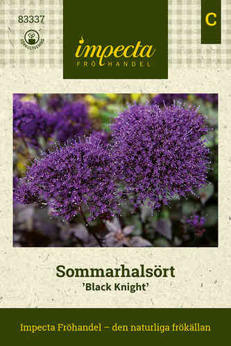 Sommarhalsört 'Black Knight'