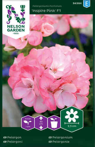 Pelargoni F1 'Inspire Pink'