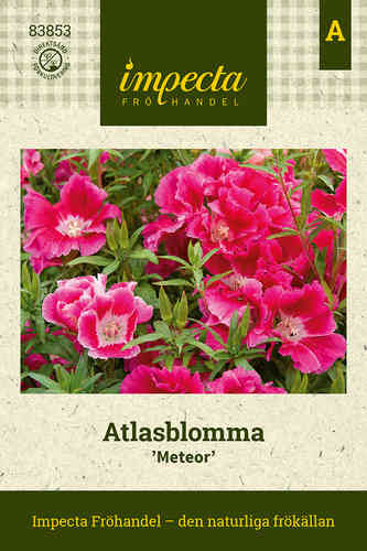 Atlasblomma 'Meteor'