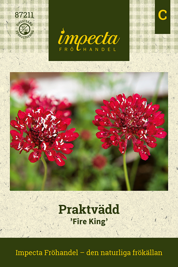 Praktvädd 'Fire King'