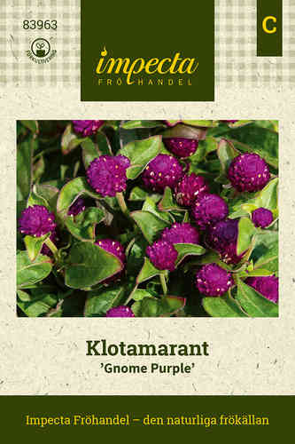 Klotamarant 'Gnome Purple'