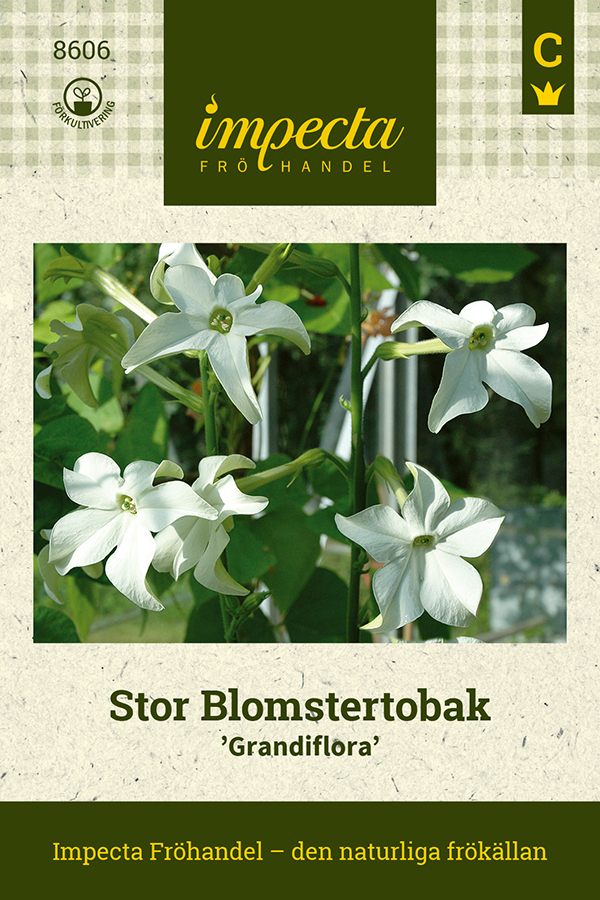 Valkotupakka 'Grandiflora'