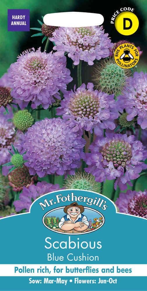 Koreatörmäkukka 'Blue Cushion'