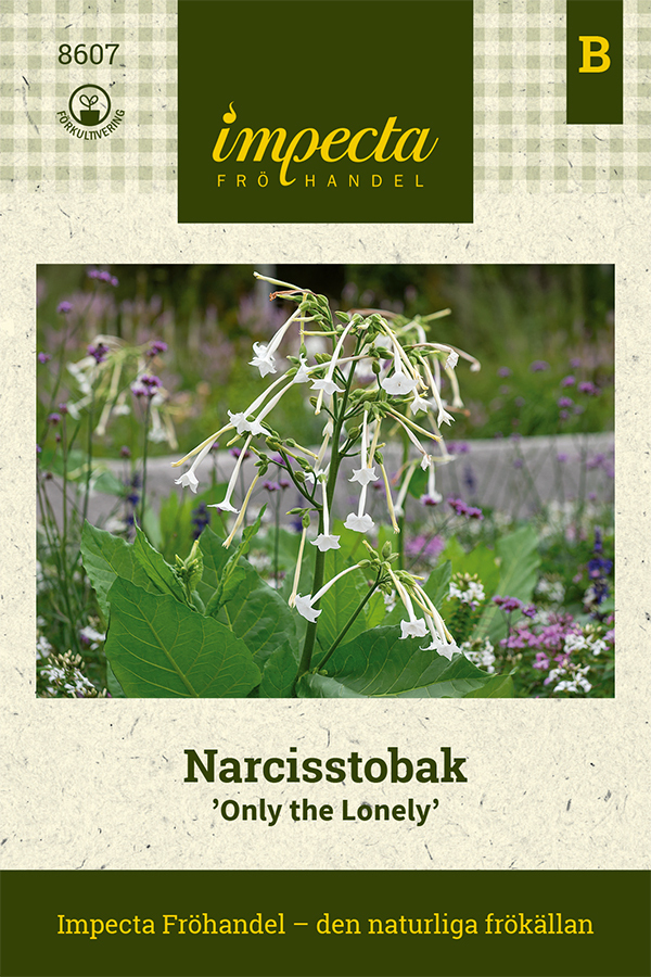 Narcisstobak 'Only the Lonely'