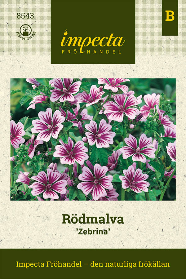 Kiiltomalva 'Zebrina'