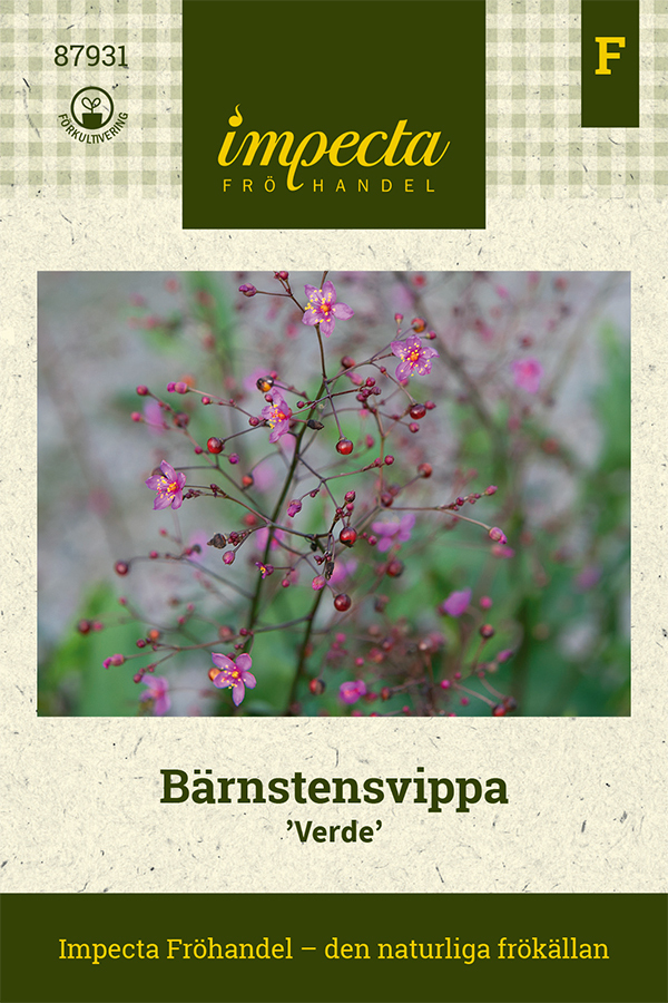 Bärnstensvippa 'Verde'
