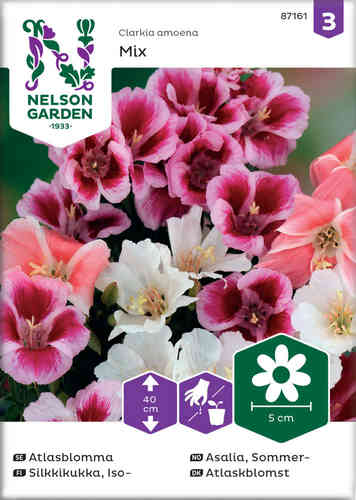 Atlasblomma mix