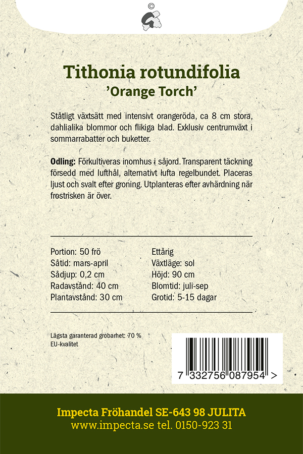 Titonia 'Orange Torch'
