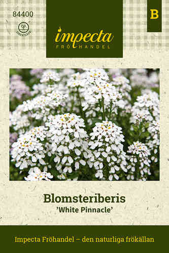 Blomsteriberis 'White Pinnacle'