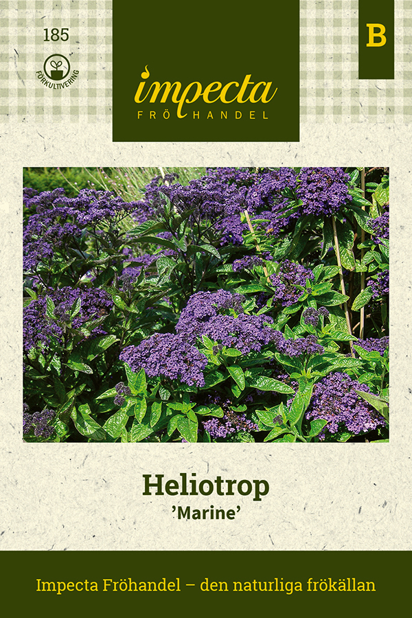 Heliotrop 'Marine'