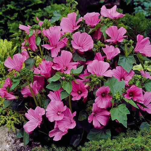 Sommarmalva 'Novella'