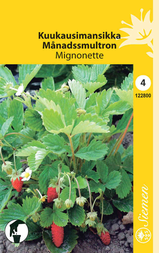 Kuukausimansikka 'Mignonette'