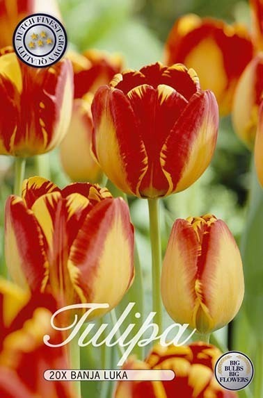 Darwinhybridtulpan 'Banja Luka'