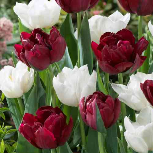 Tulppaani 'Mondial'