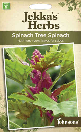 Jättisavikka 'Tree Spinach'