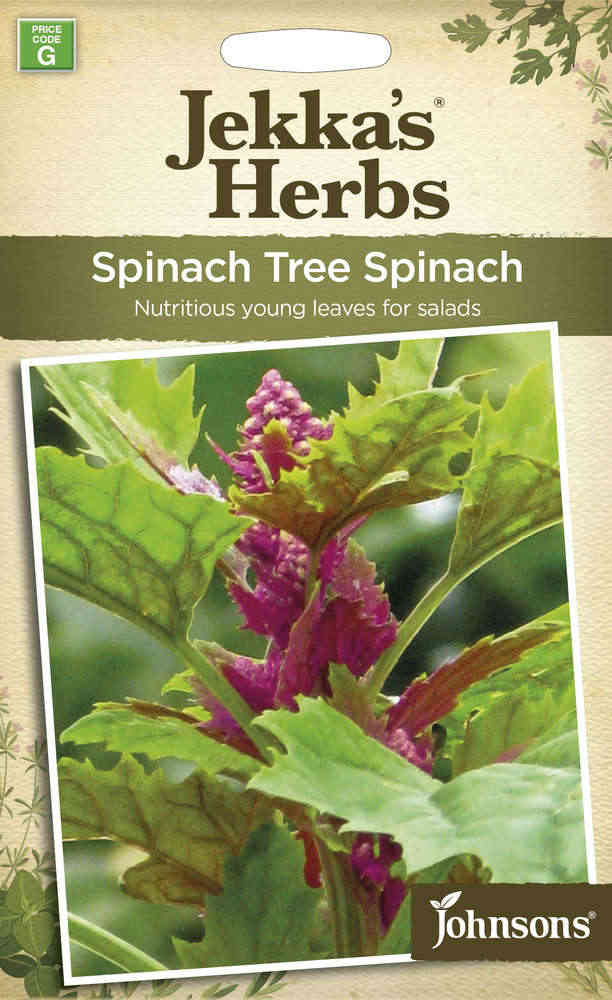 Praktmålla 'Tree Spinach'