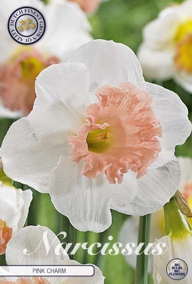 Narciss 'Pink Charm'