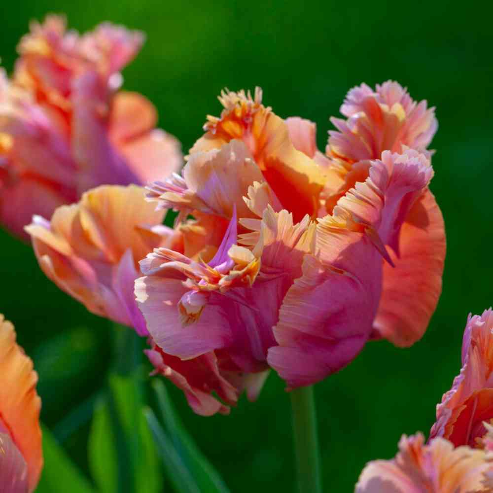 Papegojtulpan 'Amazing Parrot'