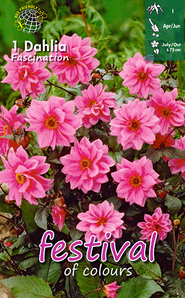 Pionidaalia 'Fascination'