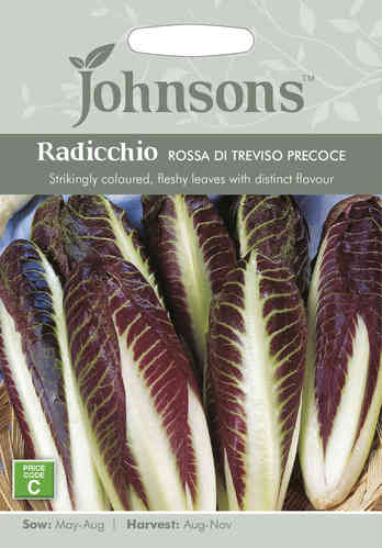 Salaattisikuri 'Rossa di Treviso precoce'