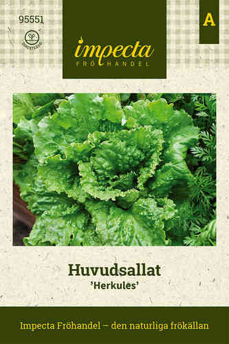 Huvudsallat 'Herkules'