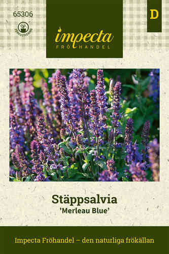 Stäppsalvia 'Merleau Blue'