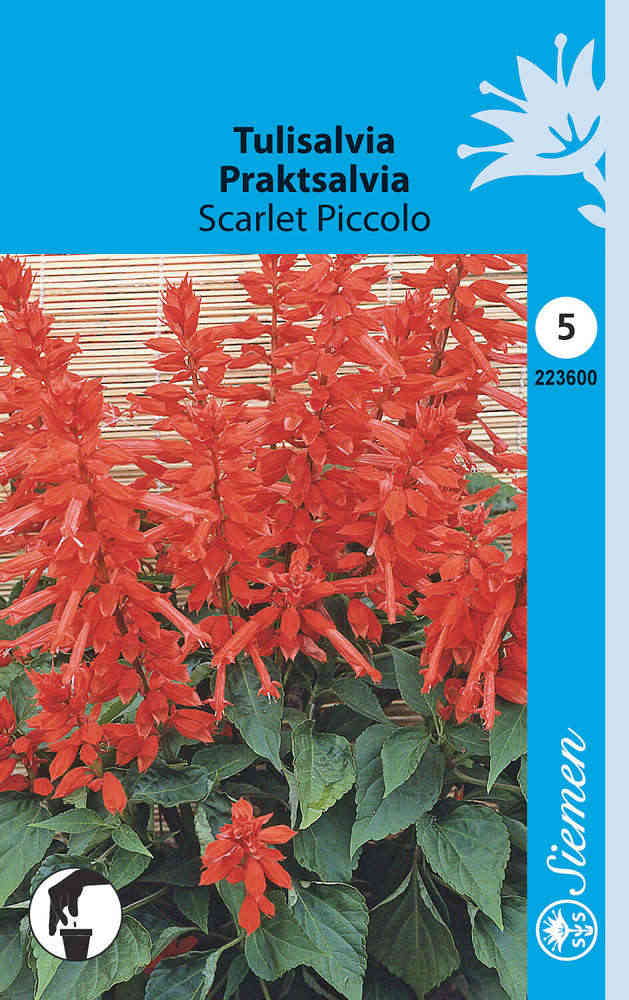 Praktsalvia 'Scarlet Piccolo'