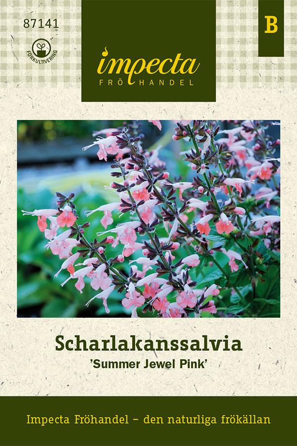Scharlakanssalvia 'Summer Jewel Pink'