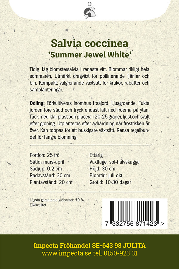 Scharlakanssalvia 'Summer Jewel White'