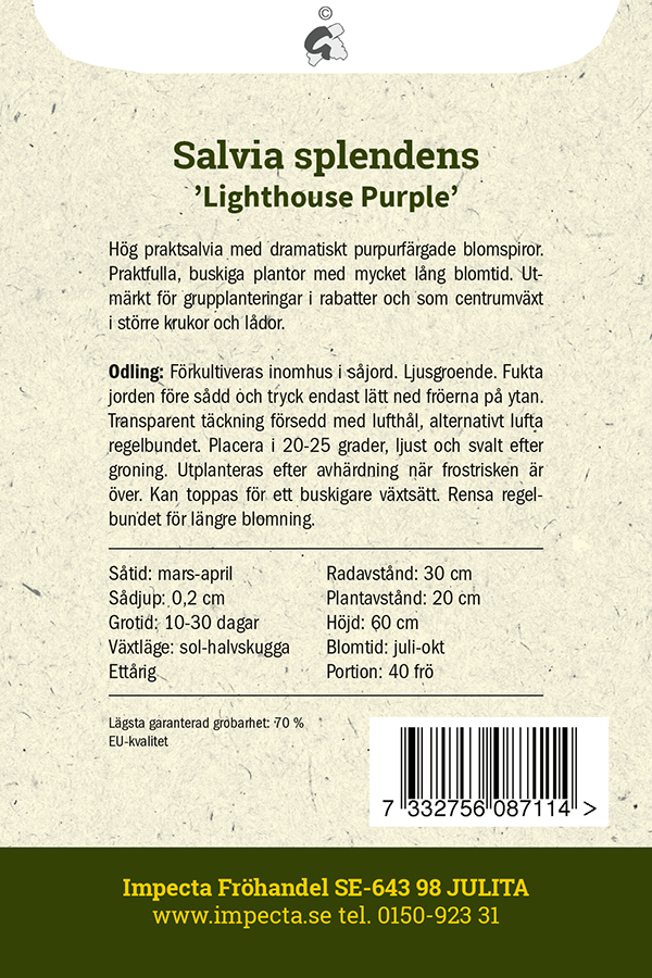 Praktsalvia 'Lighthouse Purple'