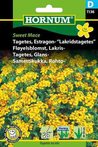 Glanstagetes 'Sweet Mace'