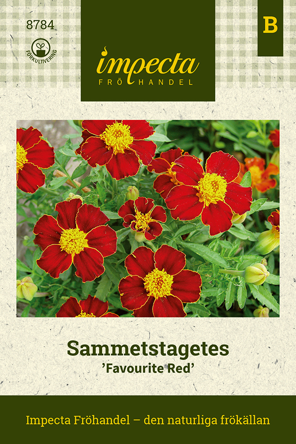 Sammetstagetes 'Favourite Red'
