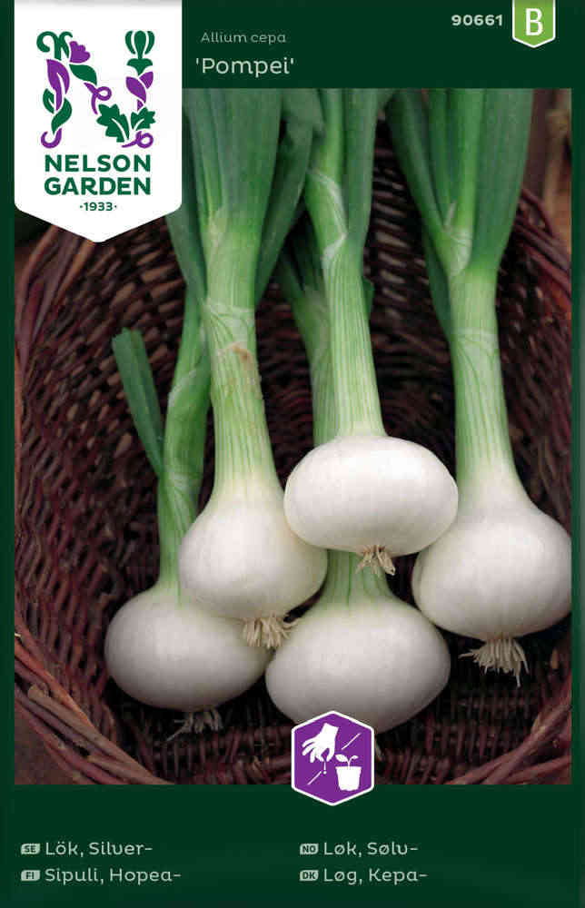 Rosenböna 'Prizegewinner'