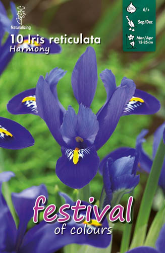 Våriris 'Harmony'