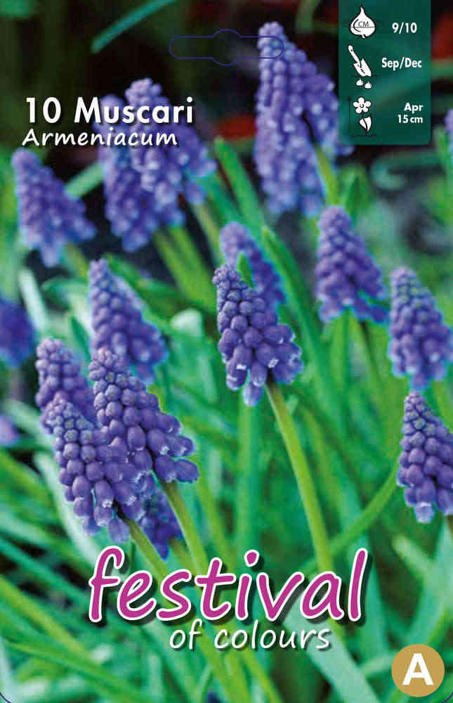 Armenisk pärlhyacint
