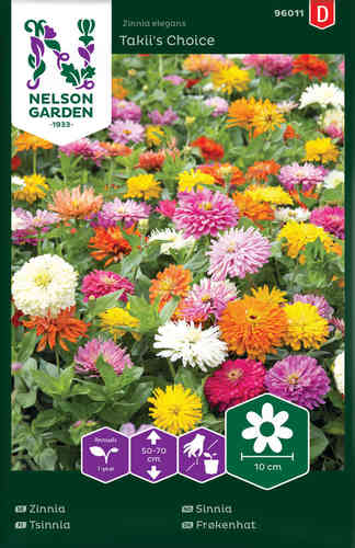Zinnia 'Takii's Choice'