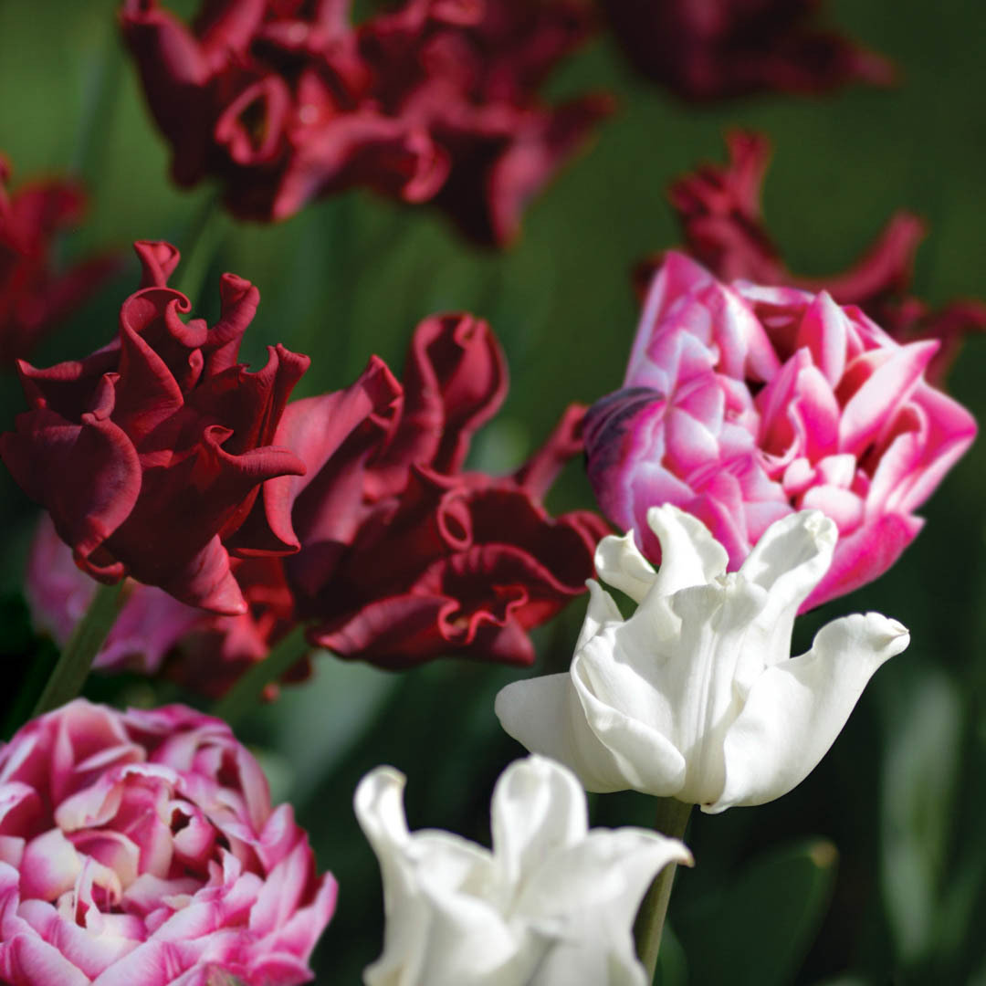 Tulpanblandning 'Paradise Beauties'